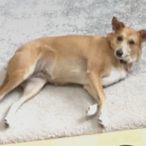 Meet your Posher, Nell